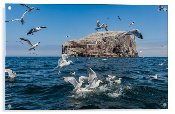 Bass Rock the home to over 10,000 Gannets Scotland Acrylic by Gail Johnson