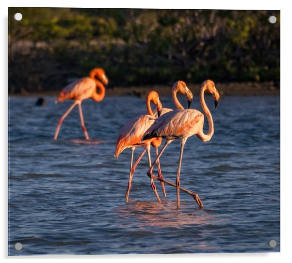 Flamingos feeding at a salt pan Acrylic by Gail Johnson