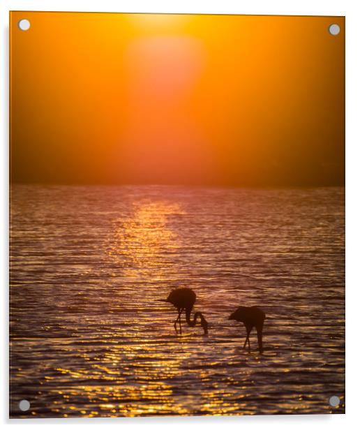 Flamingos feeding at a salt pan Acrylic by Gail Johnson