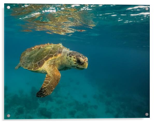 Turtle Views around the Caribbean Island of Curaca Acrylic by Gail Johnson