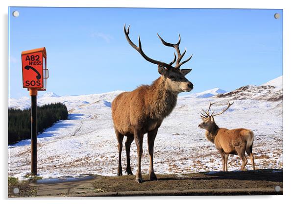 Red Deer Stag Acrylic by Gail Johnson