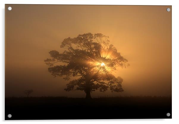 Tree silhouette in fog Acrylic by Gail Johnson
