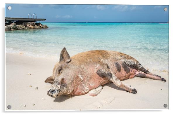 Wild Pig on a beach, Curacao, caribbean Acrylic by Gail Johnson