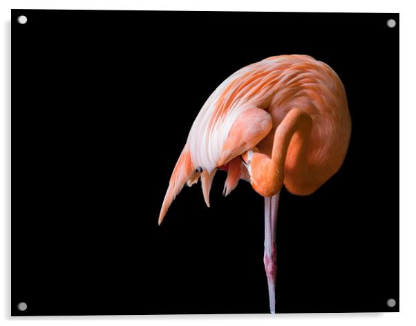 Flamingo preening  Acrylic by Gail Johnson