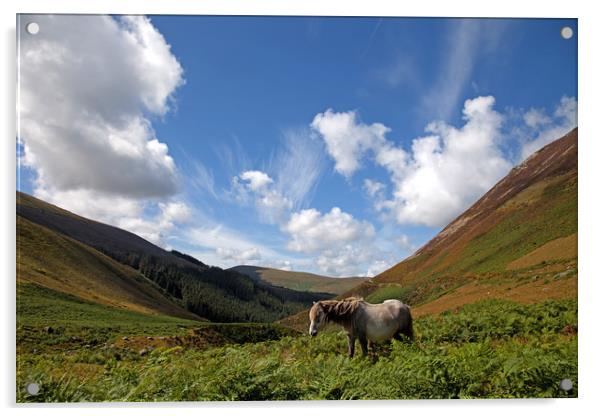 Wild Welsh Ponies Acrylic by Gail Johnson