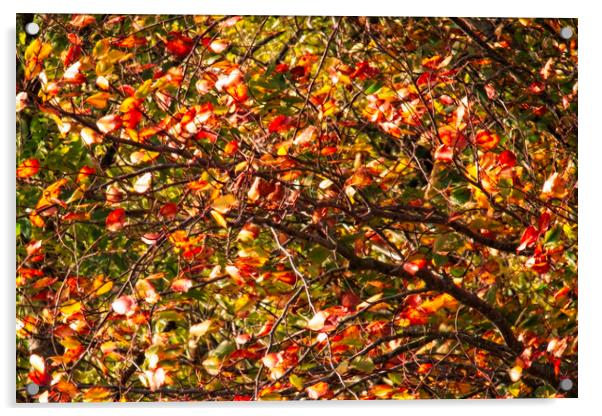 Autumnal Trees Acrylic by Glen Allen