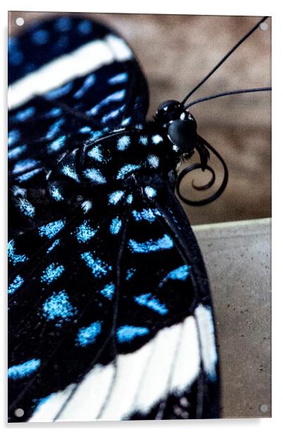 Butterfly Acrylic by Glen Allen
