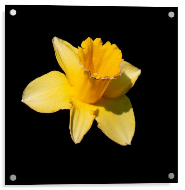 Daffodil Acrylic by Glen Allen