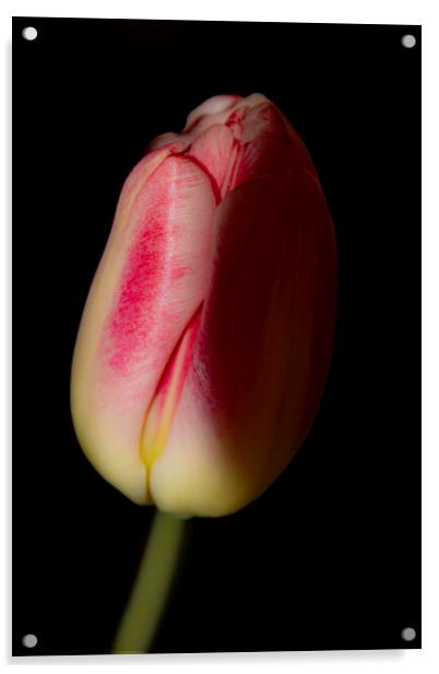 Tulip 03 Acrylic by Glen Allen