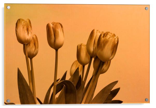 Stylised Tulips Acrylic by Glen Allen