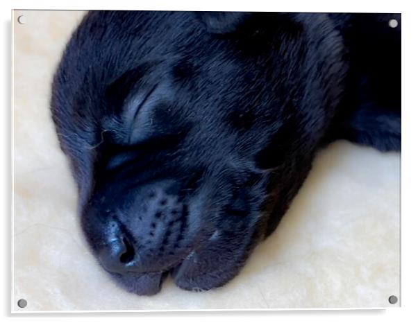 Sleepy Puppy Labrador  Acrylic by Glen Allen
