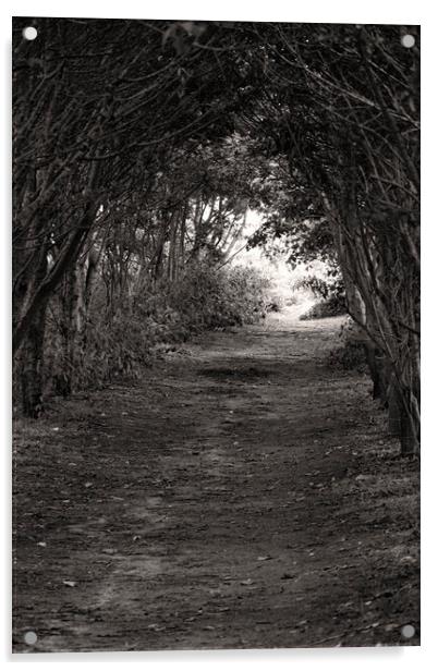Tree'd Archway Acrylic by Glen Allen