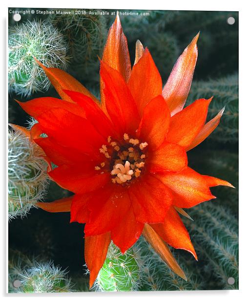  Peanut Cactus Flower Acrylic by Stephen Maxwell