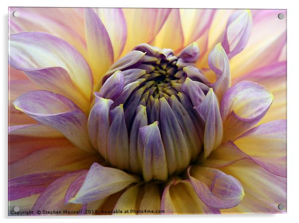 Chrysanthemum Acrylic by Stephen Maxwell