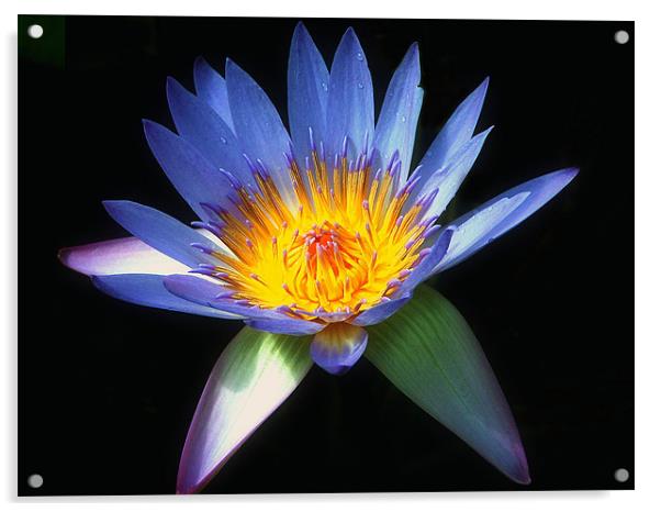 Blue Water Lily Acrylic by Stephen Maxwell