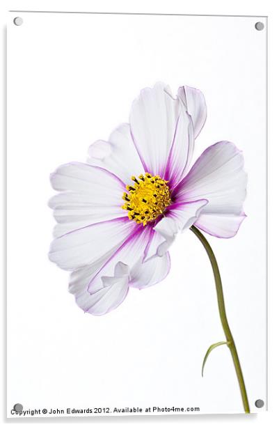 Cosmea bipinnatus Acrylic by John Edwards