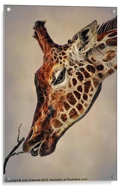 Giraffa camelopardalis Acrylic by John Edwards
