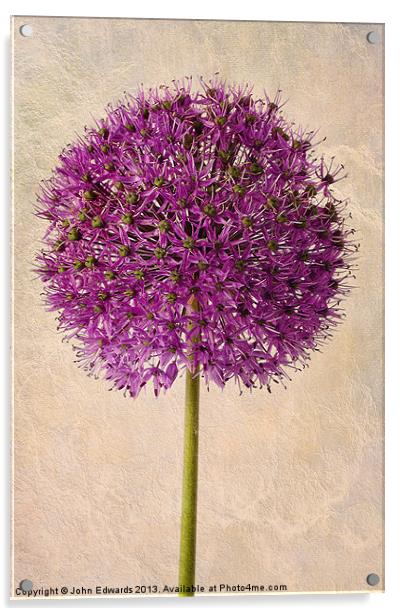 Textured Allium Acrylic by John Edwards