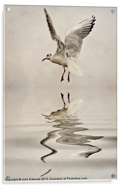 Black-headed gull Acrylic by John Edwards