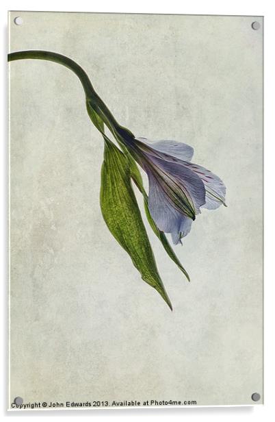 Mantis Lily Acrylic by John Edwards