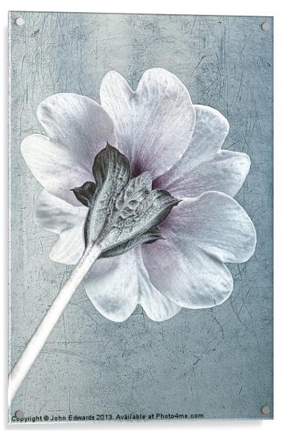 Sheradised Primula Acrylic by John Edwards