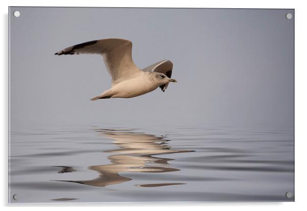 Common Gull (Larus canus) in flight Acrylic by John Edwards