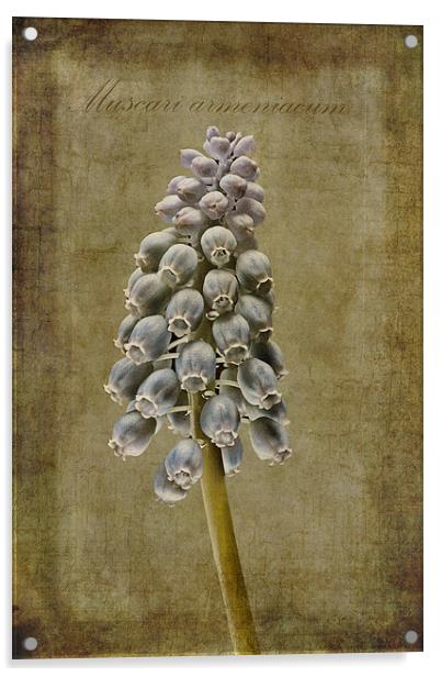 Muscari armeniacum with textures Acrylic by John Edwards