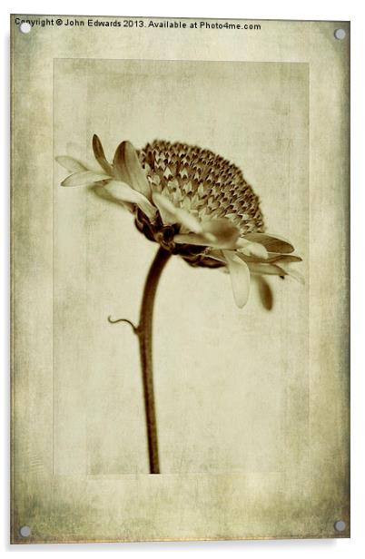 Chrysanthemum in Sepia Acrylic by John Edwards