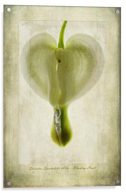 Dicentra Spectabilis Alba Acrylic by John Edwards