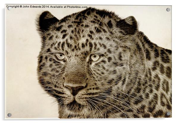 Amur Leopard Acrylic by John Edwards