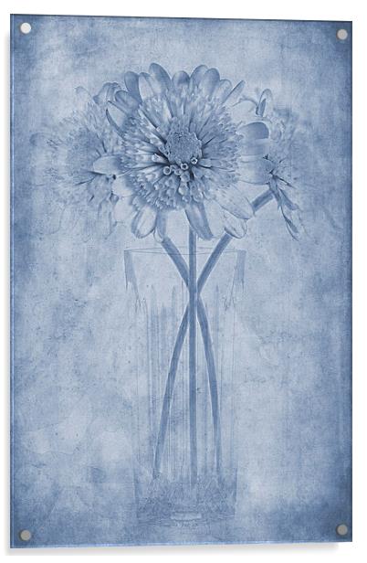 Chrysanthemum Cyanotype Acrylic by John Edwards