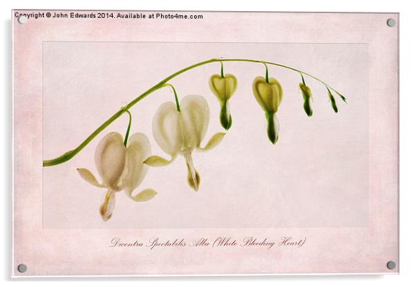 Dicentra Spectabilis Alba (White Bleeding Heart) Acrylic by John Edwards