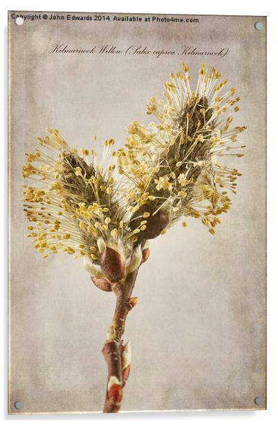 Salix caprea Kilmarnock Acrylic by John Edwards