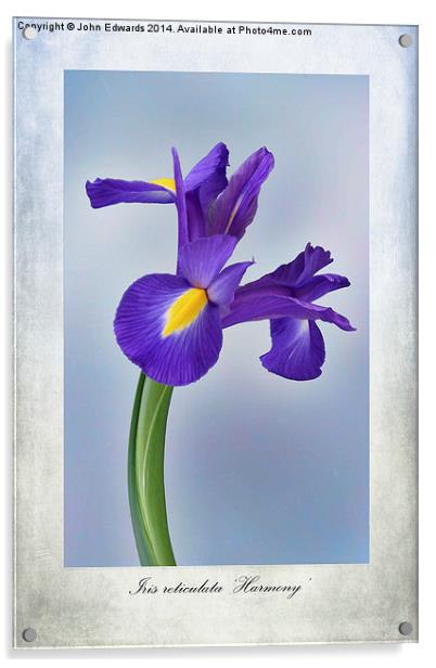 Iris reticulata Acrylic by John Edwards