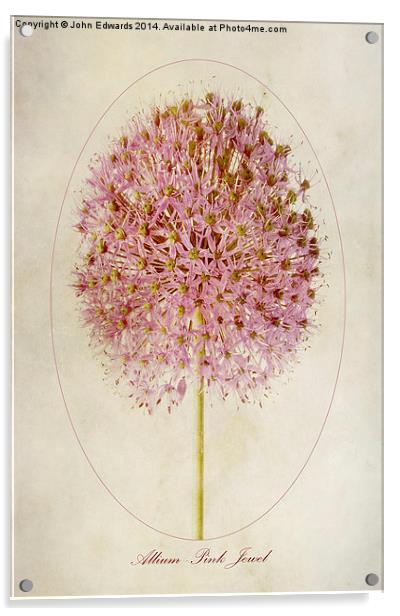 Allium Pink Jewel Acrylic by John Edwards