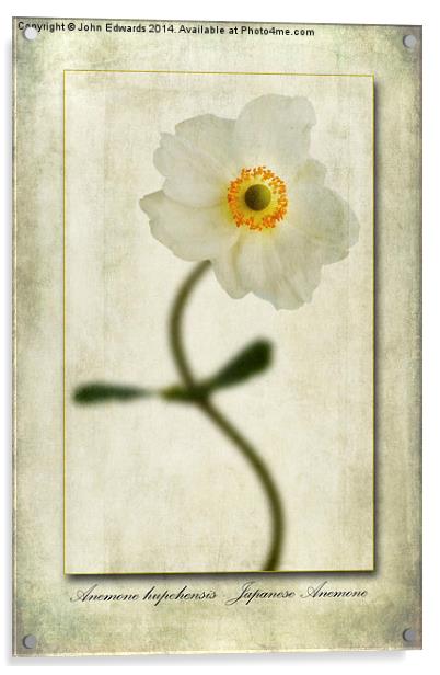 Japanese Anemone Acrylic by John Edwards