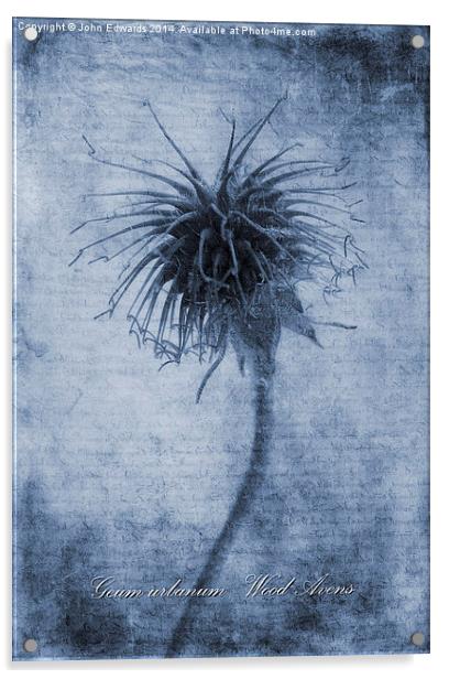 Geum urbanum Cyanotype Acrylic by John Edwards