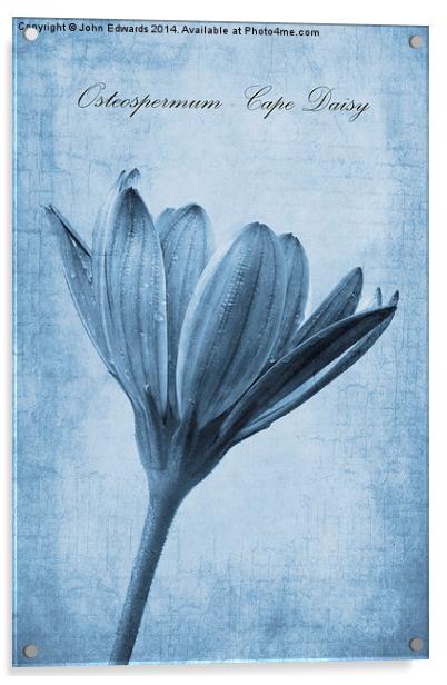 Osteospermum Cyanotype Acrylic by John Edwards