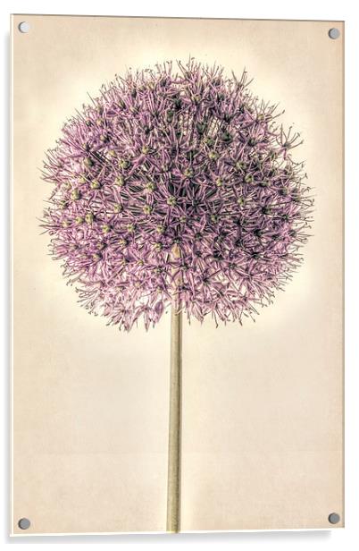 Allium Alone Acrylic by John Edwards