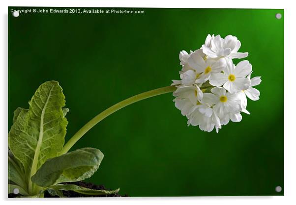 Primula denticulata alba Acrylic by John Edwards