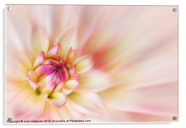 Pink Dahlia Blossom Acrylic by John Edwards