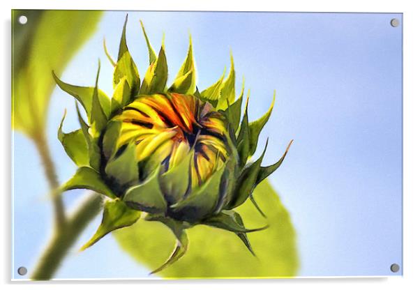 Sunflower bud Acrylic by John Edwards
