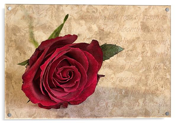 The last rose of summer Acrylic by John Edwards