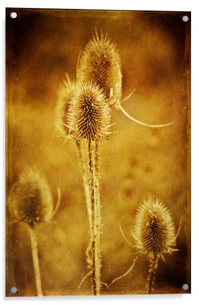 Teasel group Acrylic by John Edwards