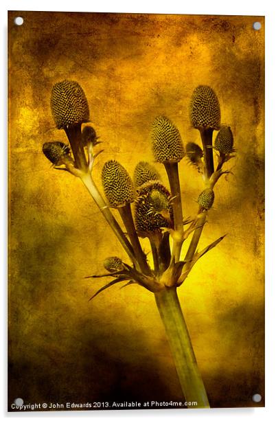 Eryngium Gold Acrylic by John Edwards