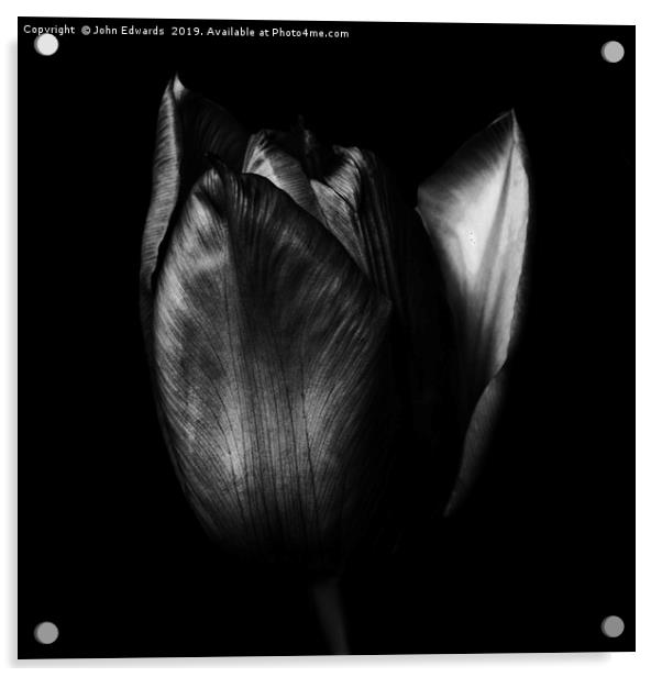 Tulip Acrylic by John Edwards
