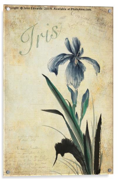 Iris Acrylic by John Edwards