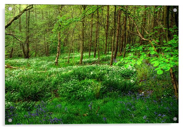 Ramsons and Bluebells Acrylic by John Edwards