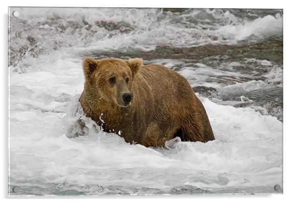 Grizzly Acrylic by Sharpimage NET