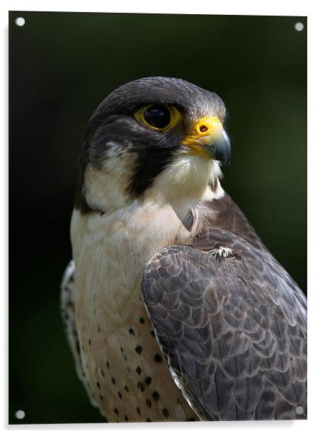 Peregrine Falcon Acrylic by Sharpimage NET